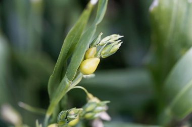 Eyüp 'ün gözyaşlarının meyveleri, Coix Lacryma-jobi, Asya' dan bir darı..