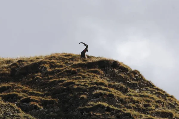 Alppien Ibex Capra Ibex Vuoristoniityllä Sveitsin Kansallispuistossa — kuvapankkivalokuva