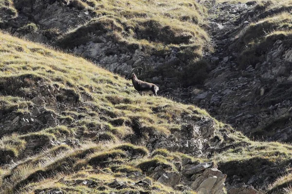 Alpesi Ibex Capra Ibex Svájci Nemzeti Park Hegyi Rétjén — Stock Fotó
