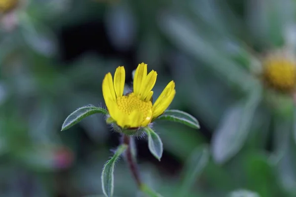 Bir Plajın Çiçeği Daisy Bitkisi Pallenis Maritima — Stok fotoğraf