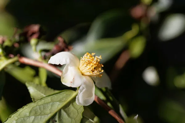 Flor Uma Planta Chá Camellia Sinensis — Fotografia de Stock