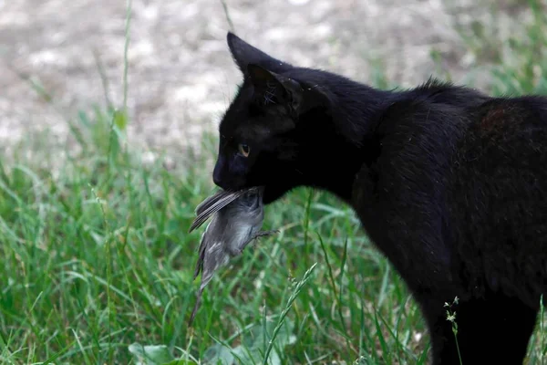 Eine Schwarze Katze Mit Einem Gefangenen Vogel Maul — Stockfoto