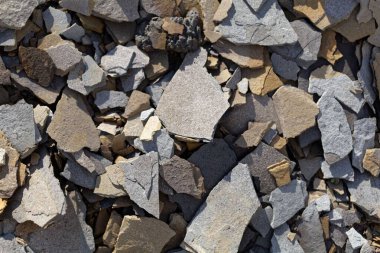 Güney Almanya 'nın Aşağı Jurassic bölgesinden Posidonia Shale. 