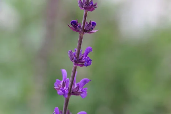 Flower Lilac Sage Plant Salvia Verticillata — Stock Photo, Image