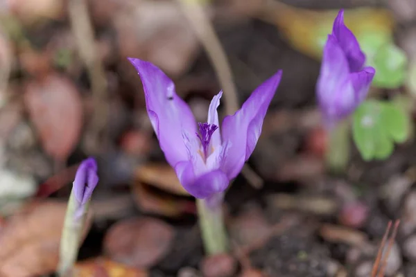 Flower of the fall crocus Crocus banaticus, from Eastern Europa.