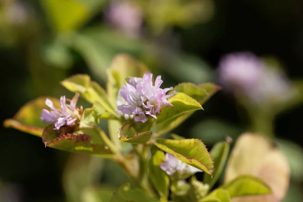 Flor Una Planta Trébol Persa Trifolium Resupinatum — Foto de Stock