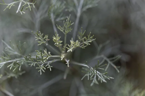 Folhas Santonica Artemisia Cina Uma Planta Médica Ásia — Fotografia de Stock