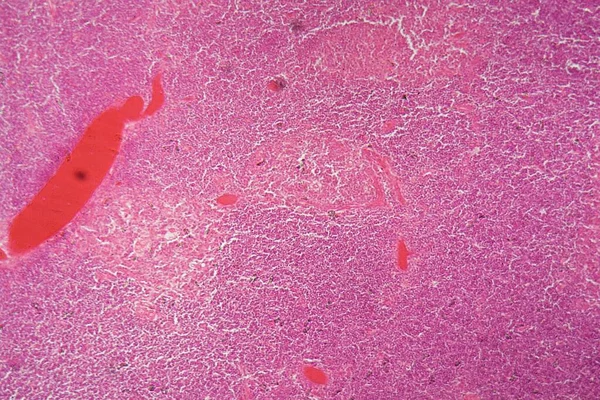 Secção Transversal Através Células Uma Glândula Timo Humana Microscópio — Fotografia de Stock