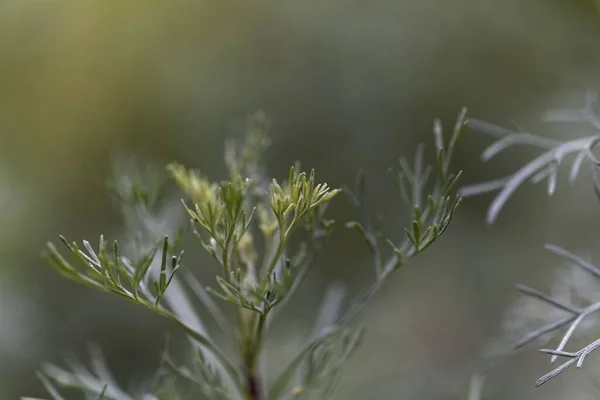 Φύλλα Santonica Artemisia Cina Ένα Ιατρικό Φυτό Από Την Ασία — Φωτογραφία Αρχείου
