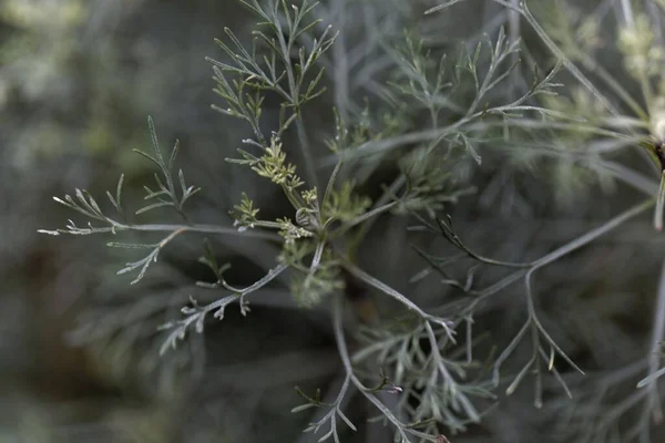 Φύλλα Santonica Artemisia Cina Ένα Ιατρικό Φυτό Από Την Ασία — Φωτογραφία Αρχείου