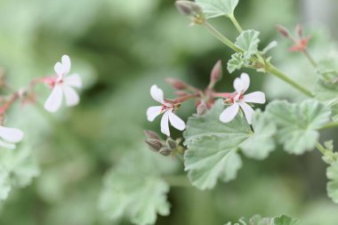 Perlargonium türünün beyaz bir çiçeği Perlagonium parçacıkları