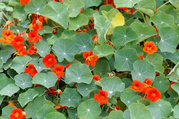 Flores Rojas Capuchina Jardín Tropaeolum Majus Con Hojas —  Fotos de Stock