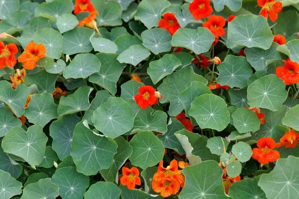 Rote Blüten Der Kapuzinerkresse Tropaeolum Majus Mit Blättern — Stockfoto