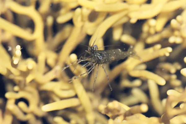 Obyčejný Garnát Palaemon Serratus Řasách Skalním Jezírku Atlantském Oceánu — Stock fotografie