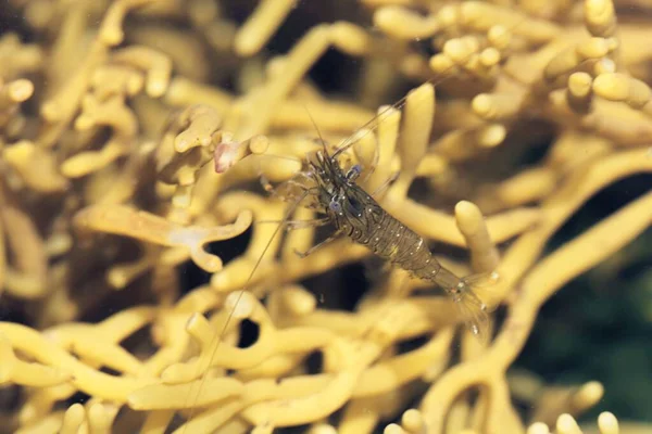 Obyčejný Garnát Palaemon Serratus Řasách Skalním Jezírku Atlantském Oceánu — Stock fotografie