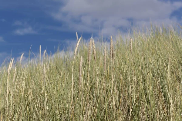 Ευρωπαϊκή Beachgrass Ammophila Arenaria Γαλάζιο Ουρανό — Φωτογραφία Αρχείου