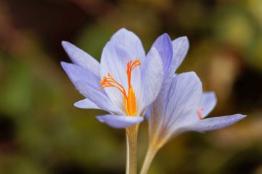 Sonbaharın çiçekleri Crocus aitchisonii