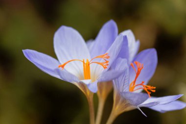 Sonbaharın çiçekleri Crocus aitchisonii