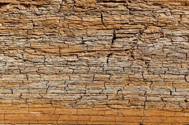 Güney Almanya 'nın Aşağı Jurasik bölgesinden gelen ince katmanlı Posidonia Şeyli.. 