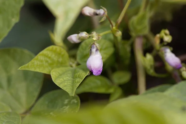 Blume Einer Kuherbsenpflanze Aus Catjang Vigna Unguiculata Subsp Zylindrische — Stockfoto