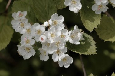 Lezzetli bir Hawthorn ağacının çiçekleri, Crataegus succulenta