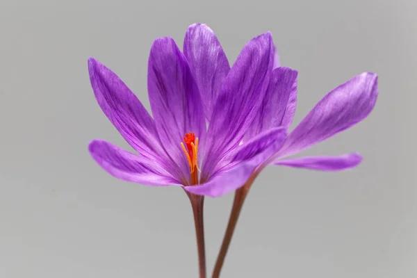 Flores Del Cocodrilo Floreciente Otoño Crocus Ligusticus — Foto de Stock