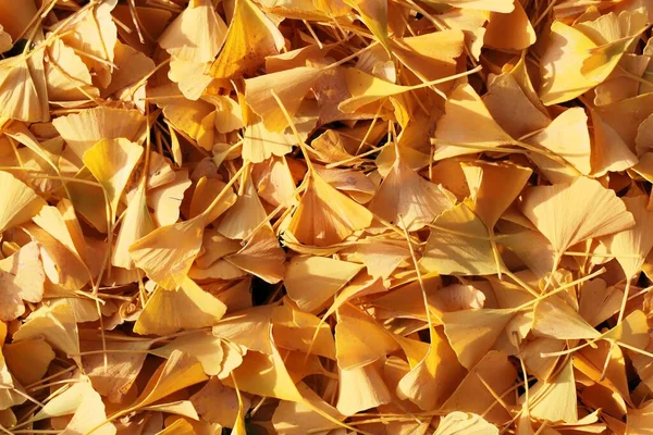 Gul Ginkgo Träd Blad Som Bakgrund Eller Konsistens — Stockfoto