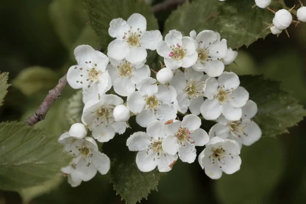 Lezzetli bir Hawthorn ağacının çiçekleri, Crataegus succulenta