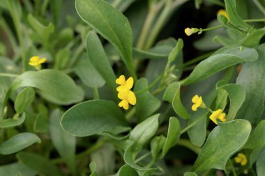 Bir tırtılın çiçeği veya akrep kuyruğu bitkisi, Scorpiurus muricatus