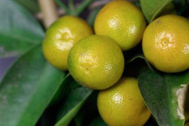 Calamansi ağacının meyveleri, Citrus x microcarpa