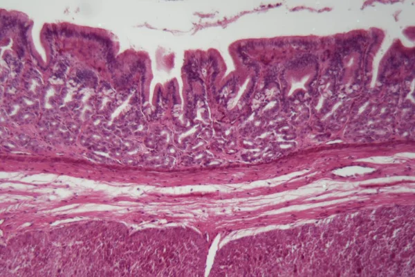 犬平滑肌细胞切片显微镜照片 — 图库照片