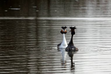 Bir çift büyük ibikli yunus, Podiceps kristali, bir göl üzerinde