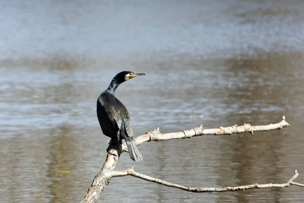 素晴らしい鵜 Phalacrocorax Carbo — ストック写真