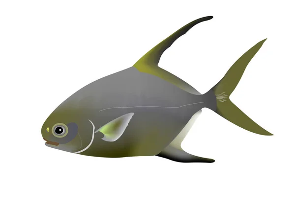 Ilustracja Snubnose Pompano Trachinotus Blochii — Zdjęcie stockowe