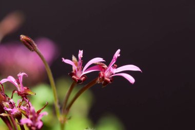 Pelargonium iyonidiflorum çiçeği, vahşi bir pelargonyum türüdür..  