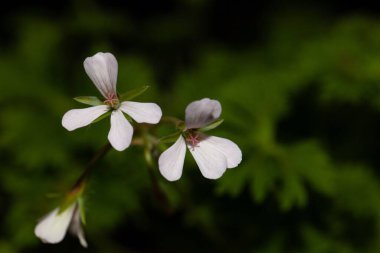 Pelargonium Oxyphyllum çiçeği, vahşi bir pelargonium türü..  