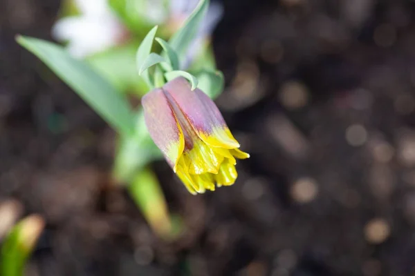 Macro Foto Una Flor Fritillaria Michailovskyi — Foto de Stock