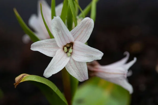 Macro Foto Una Flor Fritillaria Stenanthera — Foto de Stock
