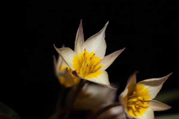 Tulipa Deux Fleurs Tulipa Biflora Fleur — Photo