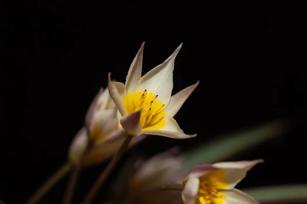 Eine Zweiblütige Tulpe Tulipa Biflora Blume — Stockfoto