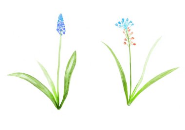 İki farklı üzüm sümbülü çiçeğinin el çizimi.