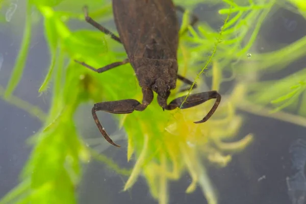 Scorpion Eau Nepa Cinerea Sur Une Plante Aquatique — Photo