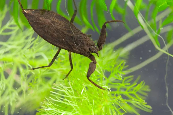 Escorpião Água Nepa Cinerea Numa Planta Aquática — Fotografia de Stock