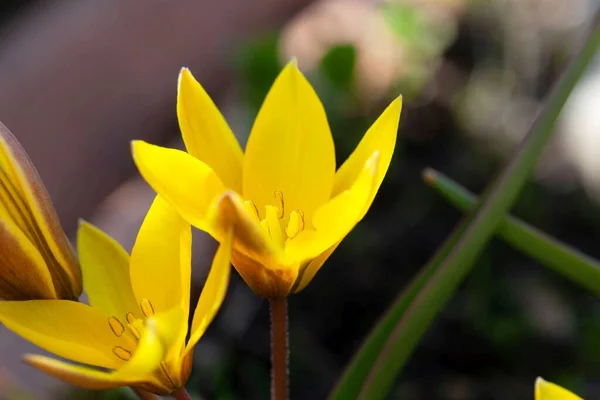 Flowers Late Tarda Tulip Tulipa Urumiensis — Stock Photo, Image