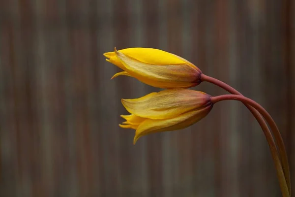 Macro Foto Flores Tulipa Silvestre Silvestre Tulipa Sylvestris — Fotografia de Stock