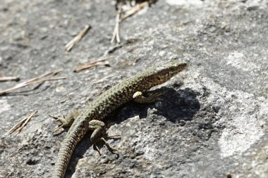 Columbretes duvar kertenkelesi veya Katalan duvar kertenkelesi, Podarcis liolepis 