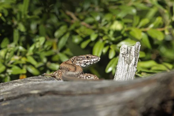 コロンブスの壁のトカゲやカタルーニャの壁のトカゲ Podarcis Liolepis — ストック写真