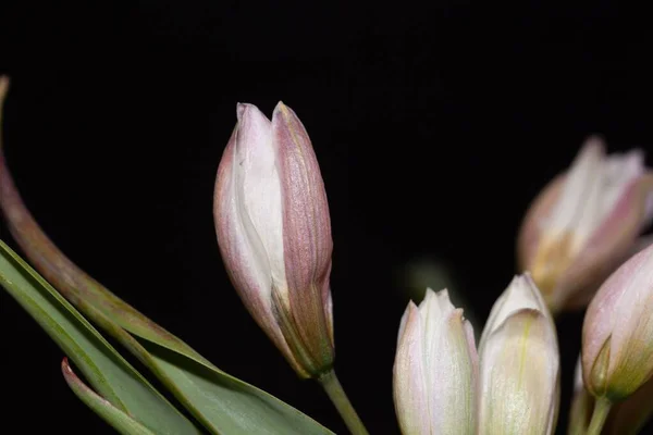 Flor Uma Tulipa Policromada Tulipa Polychroma — Fotografia de Stock