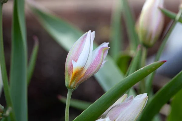 Квітка Поліхромного Тюльпана Поліхром Туліпа — стокове фото