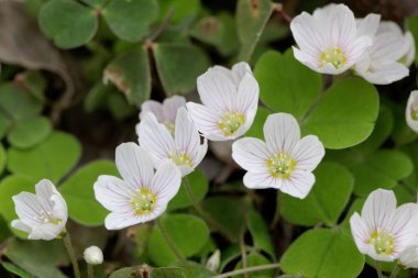 Yaygın ağaçtan çiçekler, Oxalis asetosella.. 
